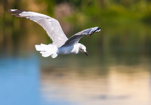 水域の上を飛んでいる白い鳥