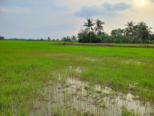 Foto stok gratis agrikultura, bidang hijau, bidang pertanian