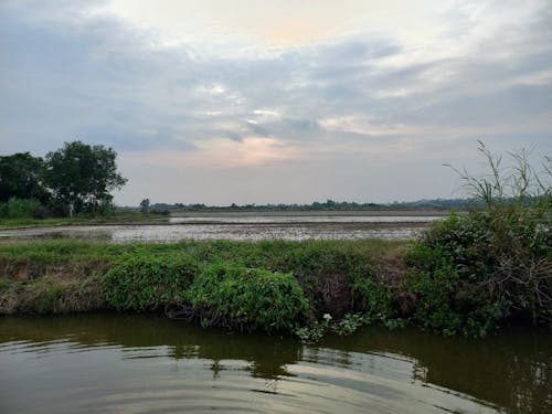 คลังภาพถ่ายฟรี ของ การเกษตร, ท้องฟ้ามืดครึ้ม, นา