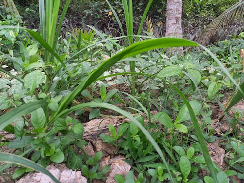 Foto stok gratis Daun-daun, pohon