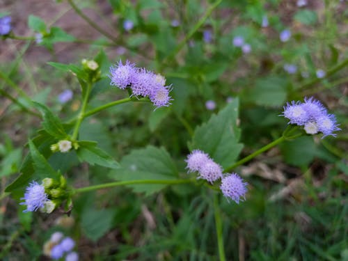 Free stock photo of flowers, nature, purple flowers