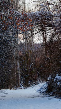 A peaceful winter forest scene with snow-covered trees and path, perfect for seasonal backgrounds.