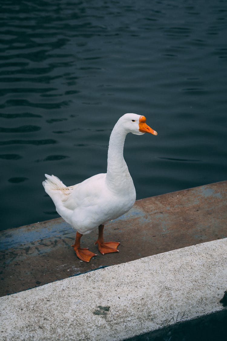 A White Goose Standing By The Lake