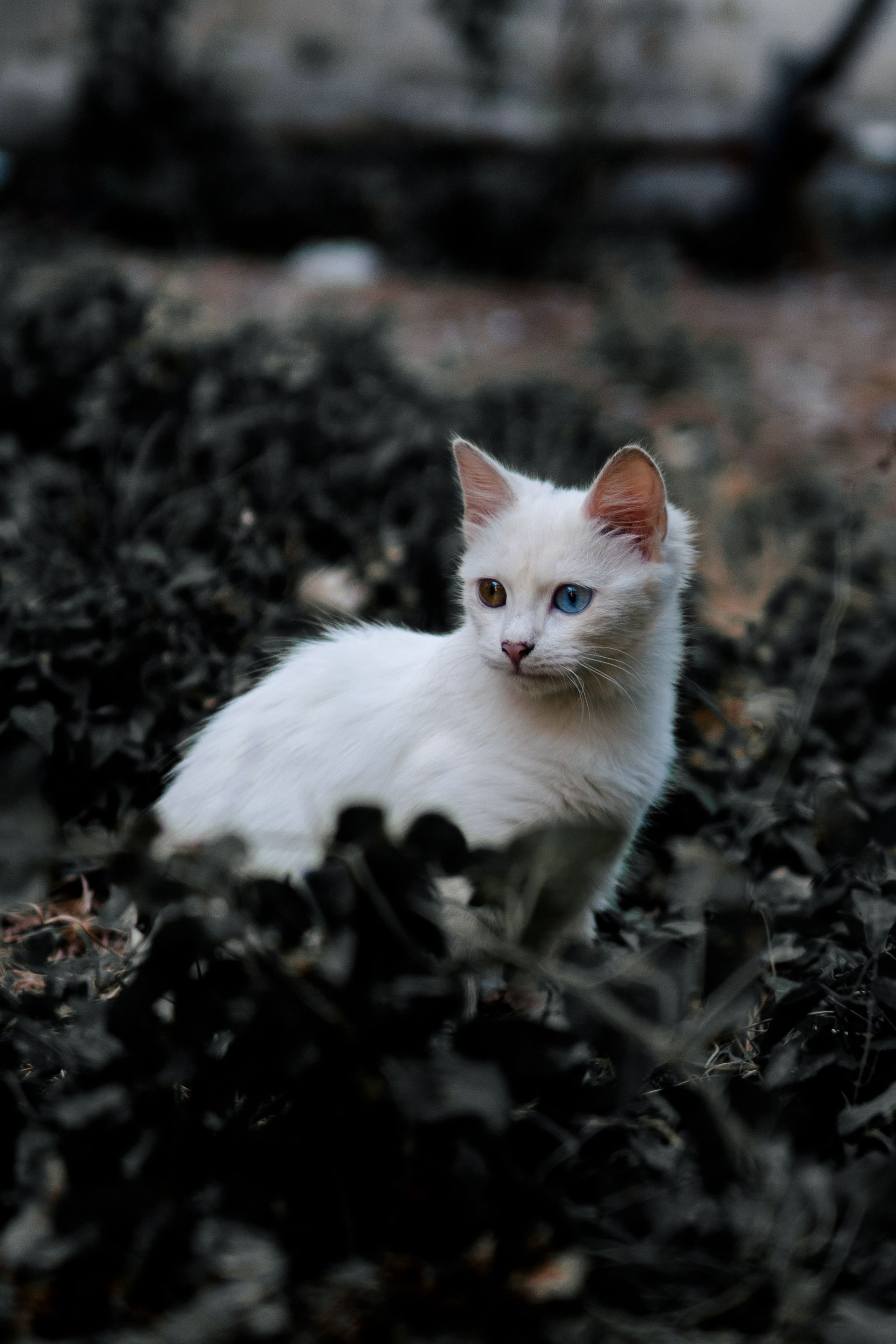 Close-up of a White Cat with Blue and Green Eyes · Free Stock Photo