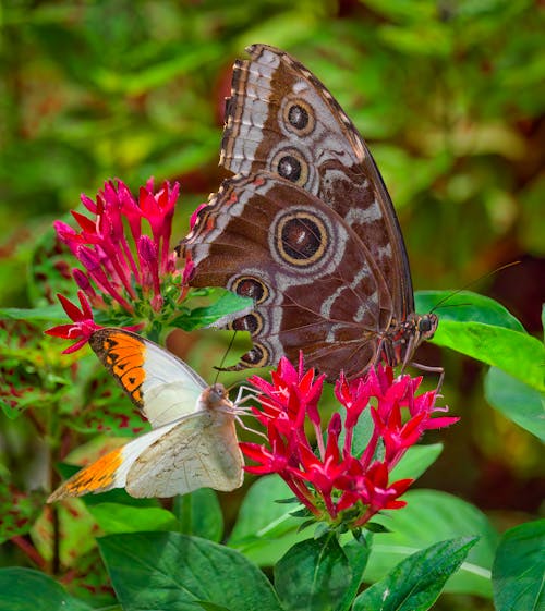 คลังภาพถ่ายฟรี ของ ธรรมชาติ, มีสีสัน, ยิงแนวตั้ง