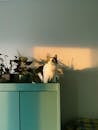 Cat Sitting on a Dresser