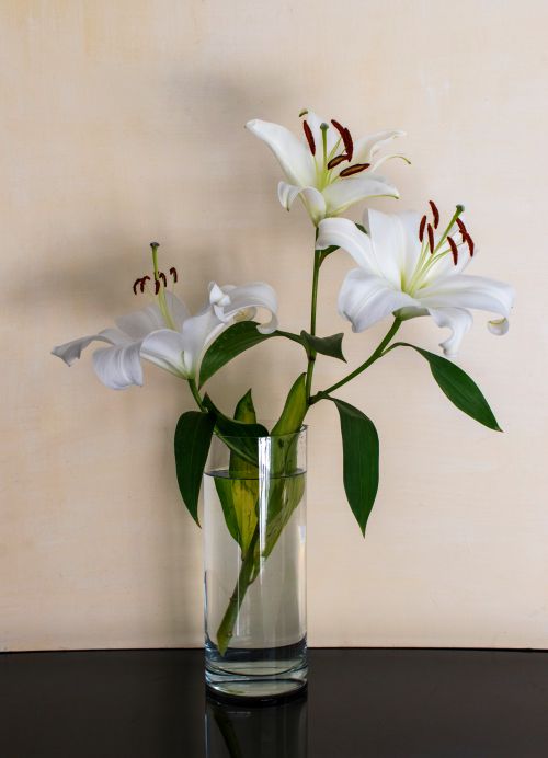 Free Beautiful white lilies elegantly arranged in a glass vase against a neutral background. Stock Photo