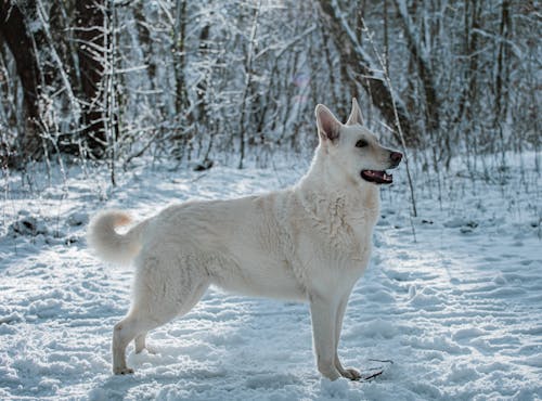 White Swiss Shepherd dog in the winter forest in snow