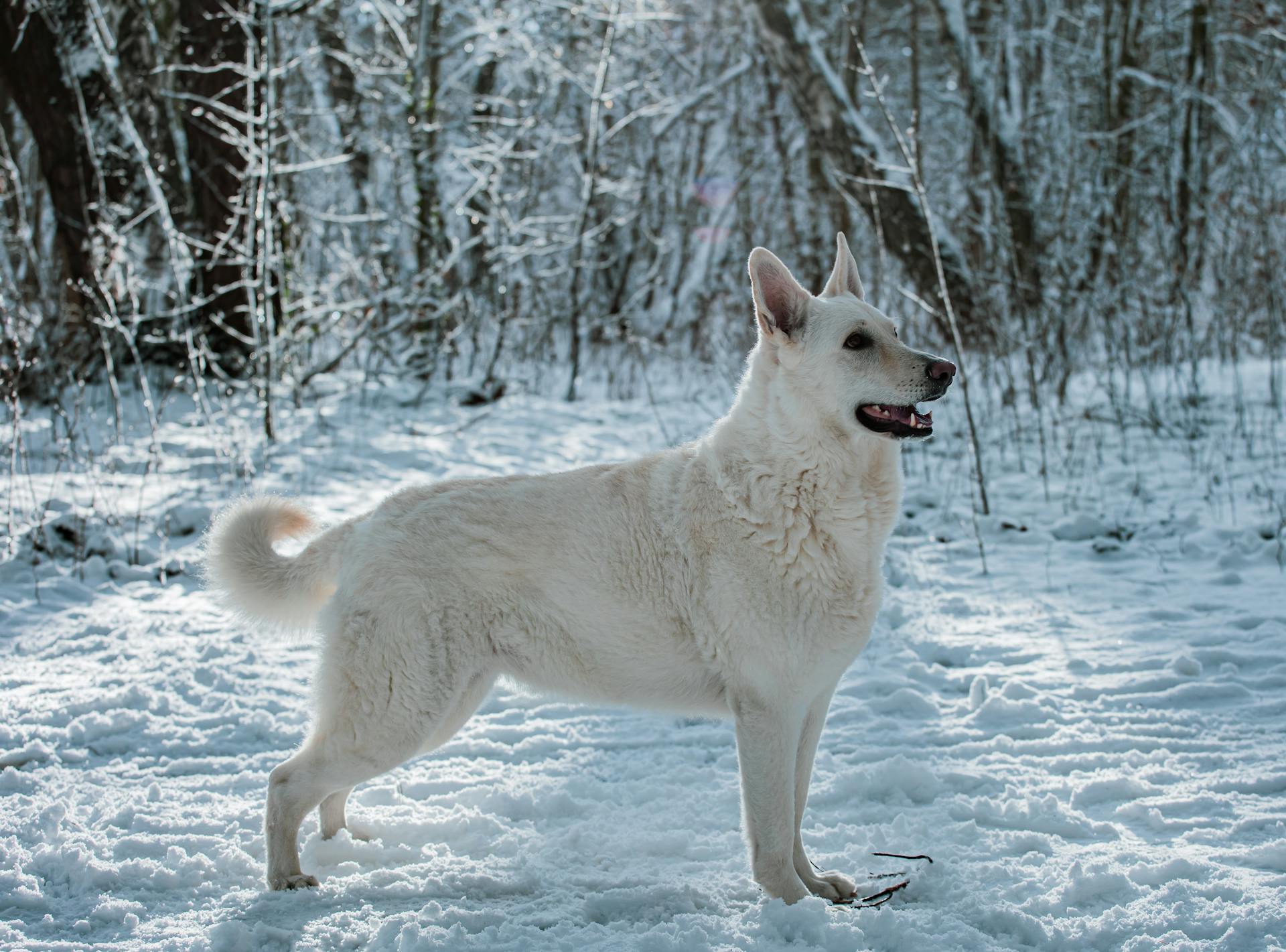 Witte Zwitserse herdershond in het winterwoud in de sneeuw