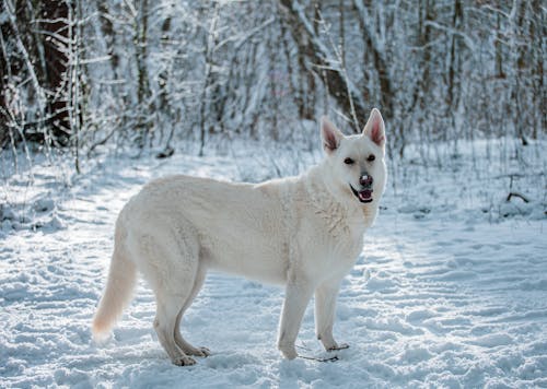 White Swiss Shepherd Dog in