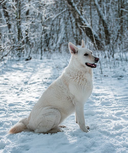 White Swiss Shepherd dog in the winter forest in snow