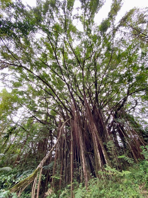 Gratis stockfoto met bomen, groen, Hawaii