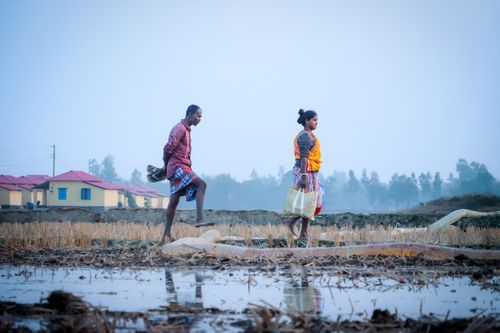 Free Two adults walking through rice fields in Dinajpur, Bangladesh at dusk, showcasing rural life. Stock Photo