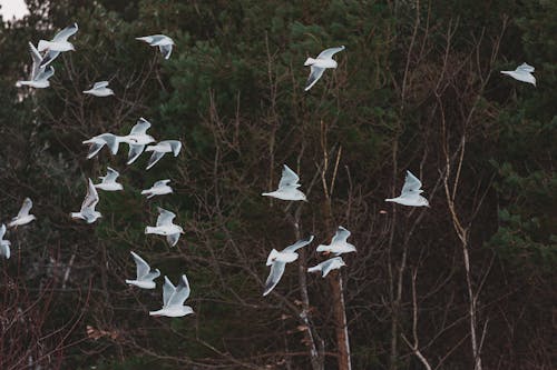 Ilmainen kuvapankkikuva tunnisteilla birds_flying, lauma, lentäminen