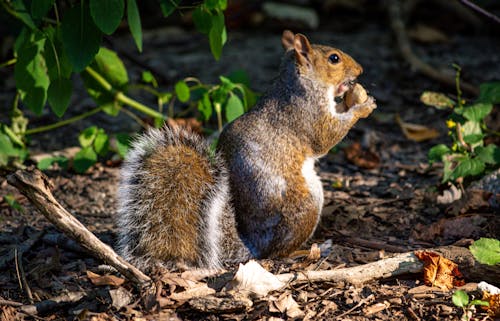 Foto profissional grátis de esquilo, noz, um animal