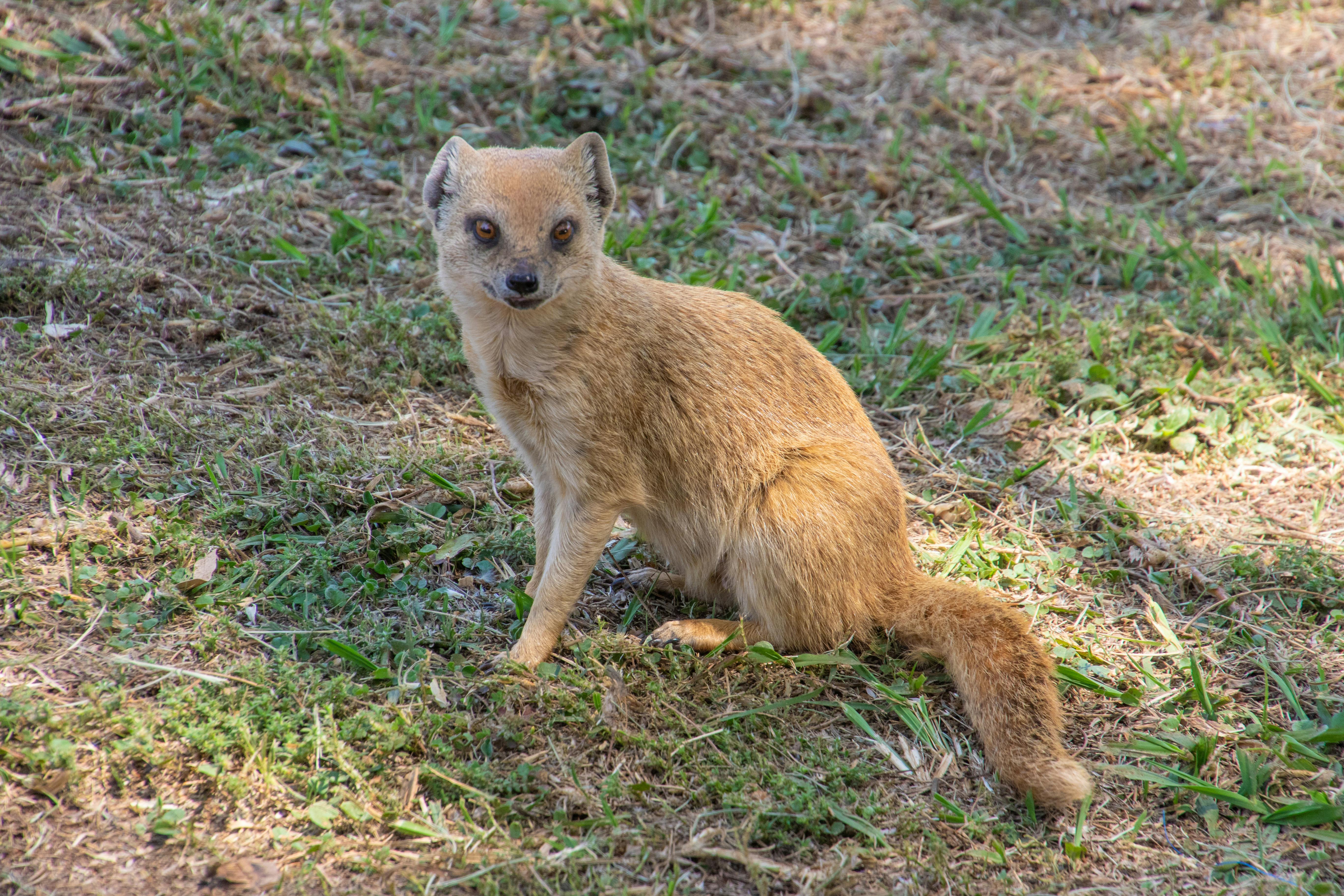 かわいい動物 ふわふわ マングースの無料の写真素材