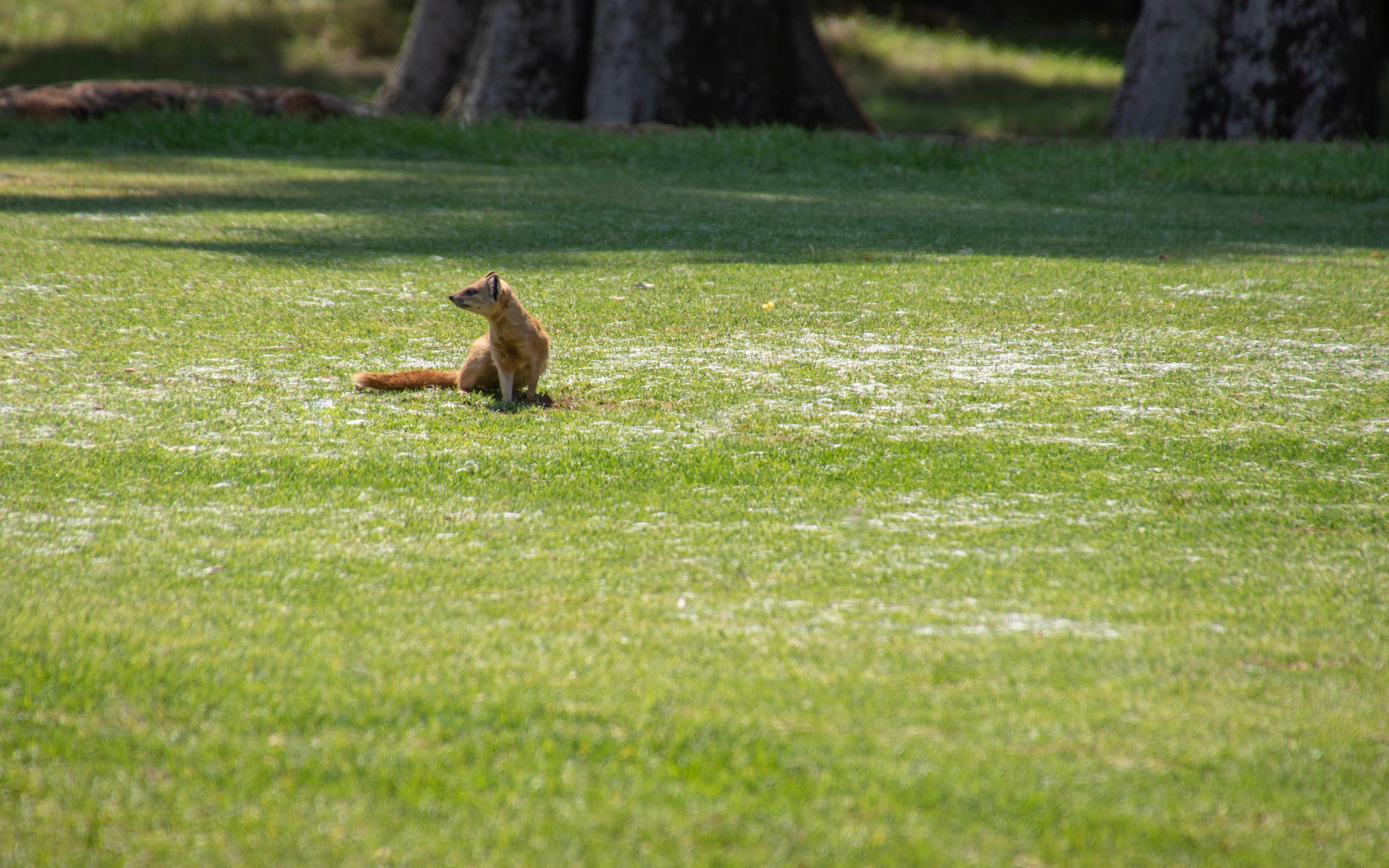 Free stock photo of animal, cute, cute animals