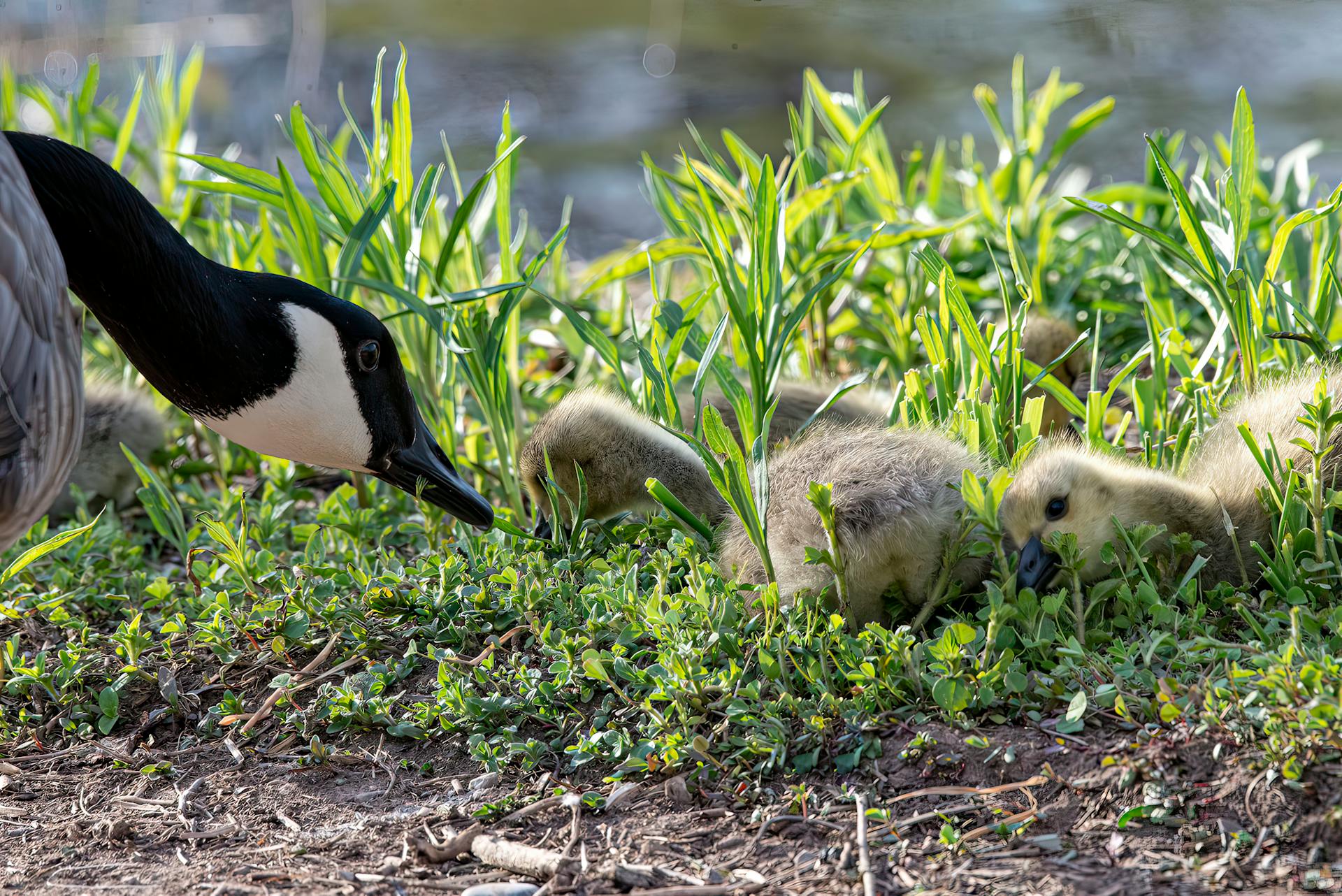 Goose and Chicks