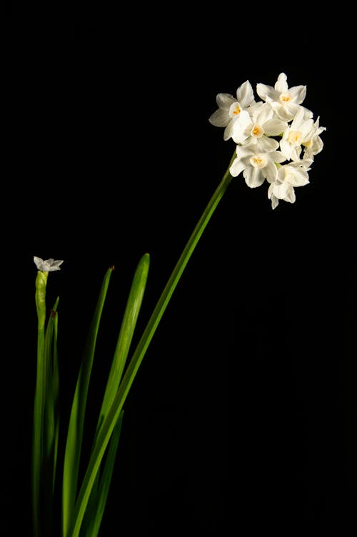 Foto profissional grátis de branco, fechar-se, flores