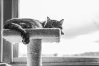 一只可爱的虎斑猫懒洋洋地躺在明亮窗边的栖木上，这是一张黑白照片