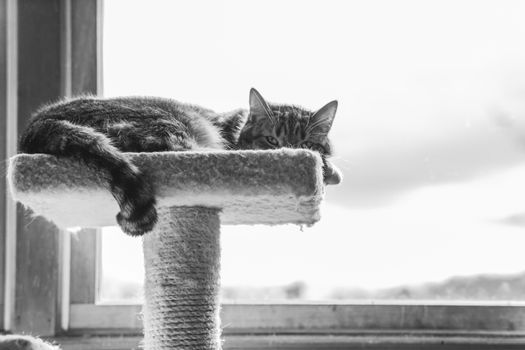 一只可爱的虎斑猫懒洋洋地躺在明亮窗边的栖木上，这是一张黑白照片