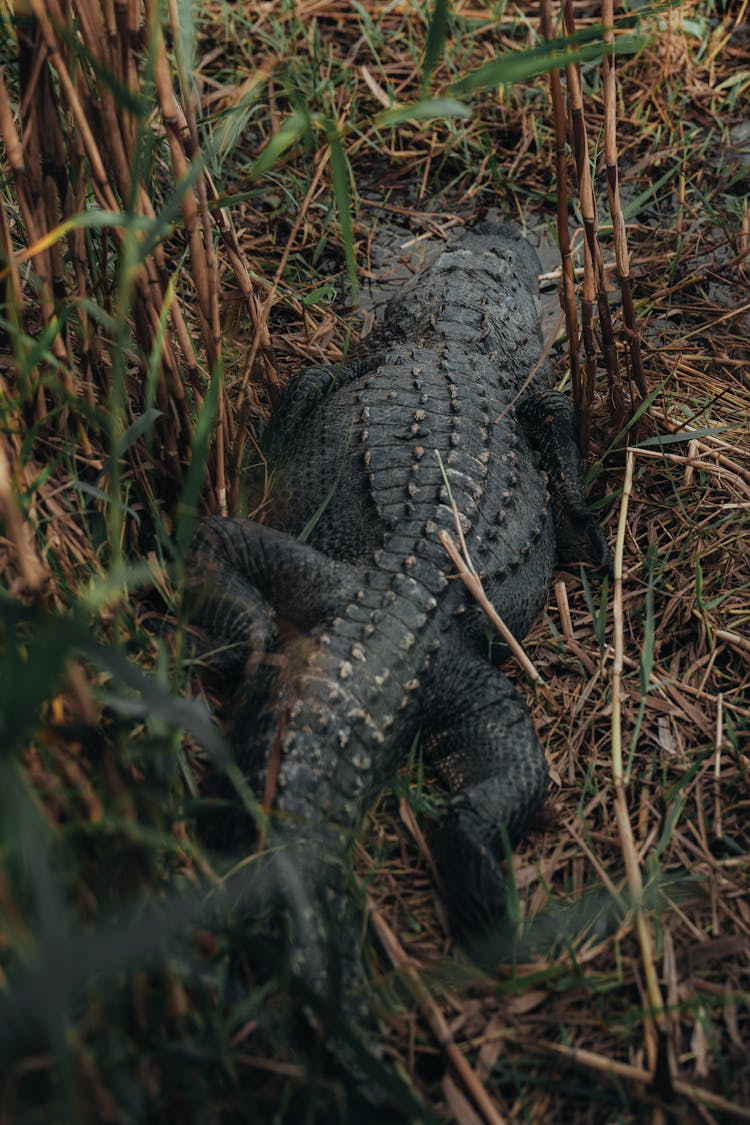 Alligator In Grass On Swamp