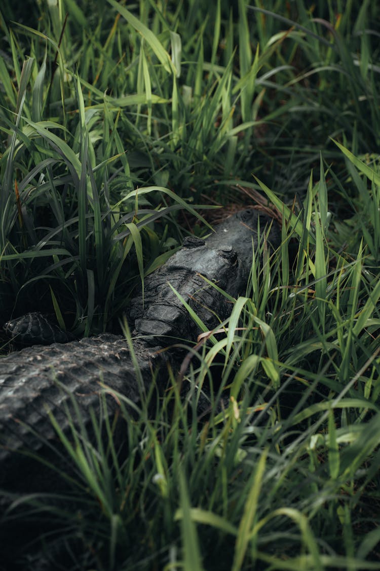 Alligator In Green Grass