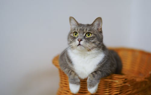 Free бело серый кот в коричневой плетеной корзине Stock Photo