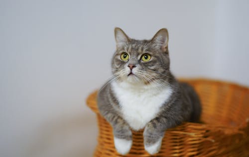 Gratuit Chat Blanc Et Gris Dans Un Panier Tissé Marron Photos