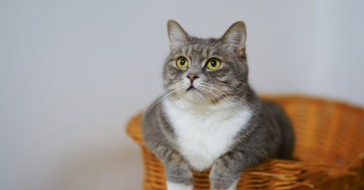 What cat food is good for cat dander?