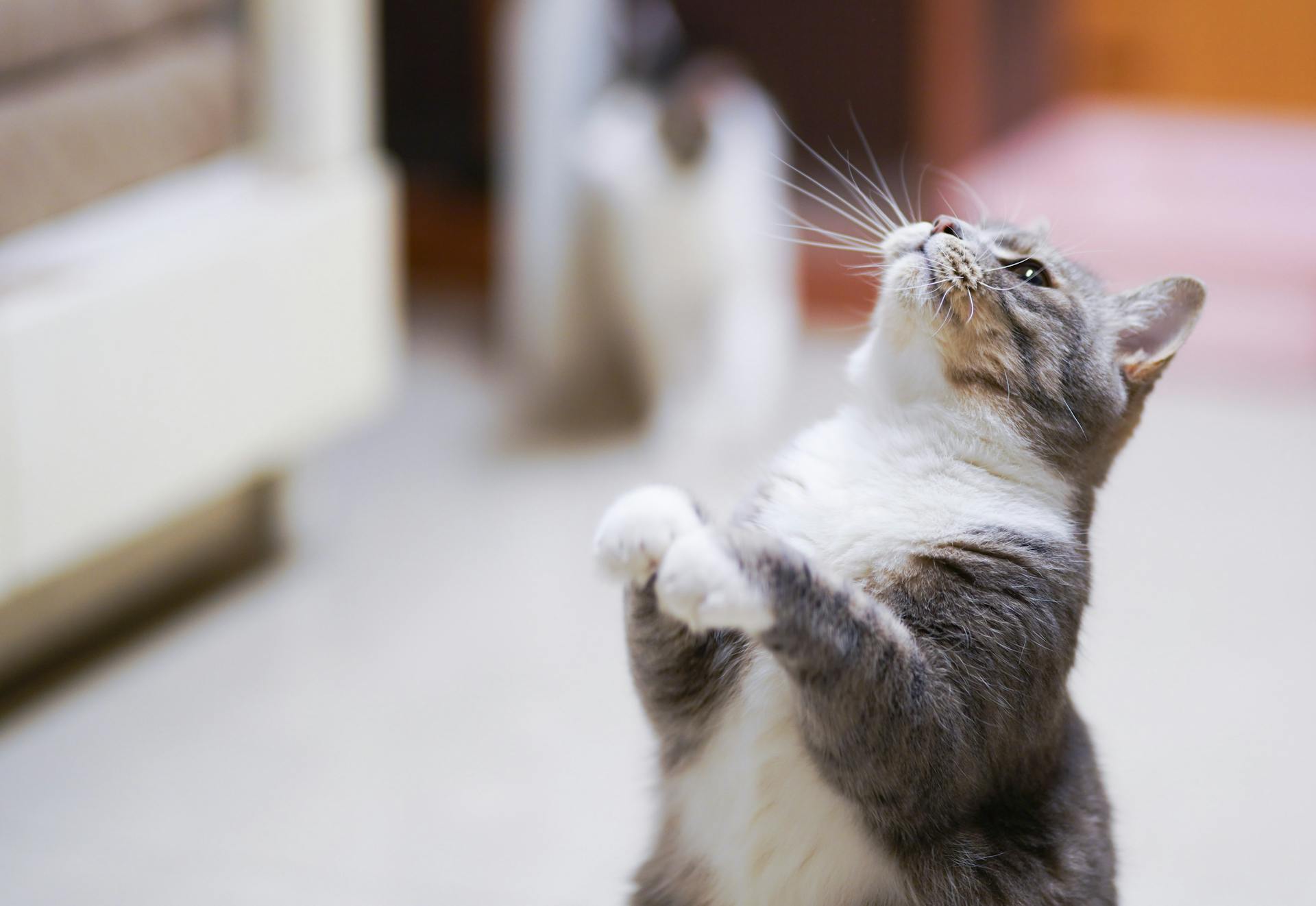 Close-Up Photo of Cat Looking Up