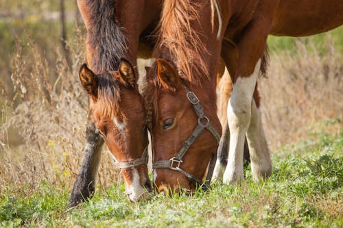 Two Brown Horses Feeding On Grass