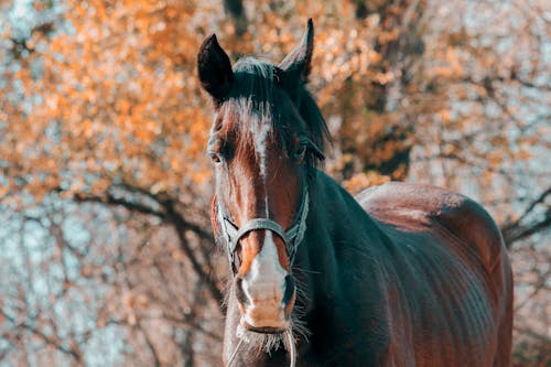 Kostenlos Selektive Fokusfotografie Von Brown Horse Stock-Foto