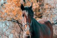 黑马特写肖像与秋天的树木背景，展现了自然之美