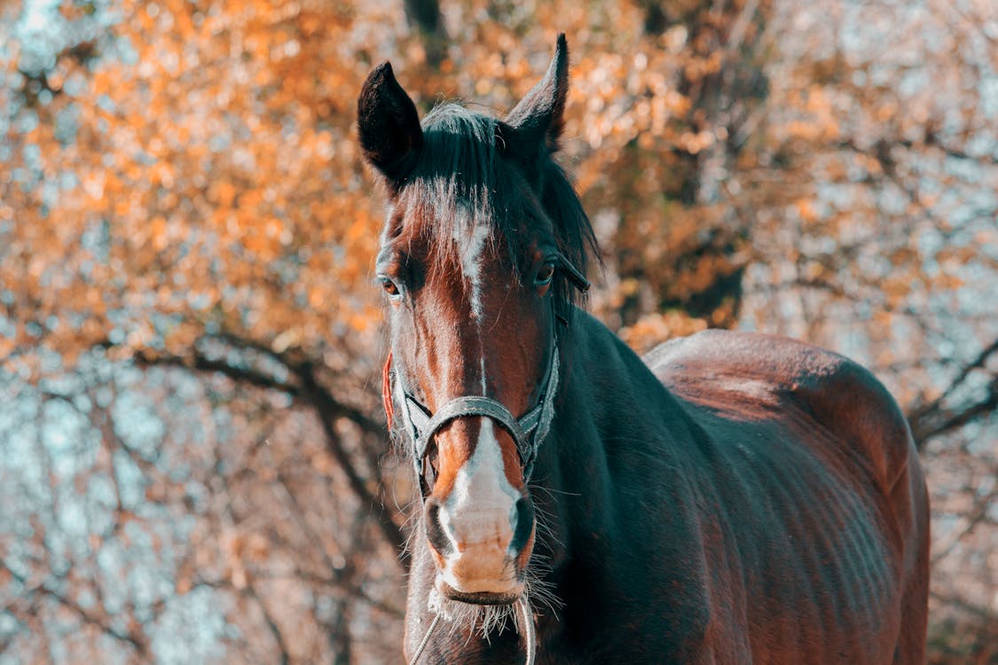 Selectieve Aandacht Fotografie Van Bruin Paard