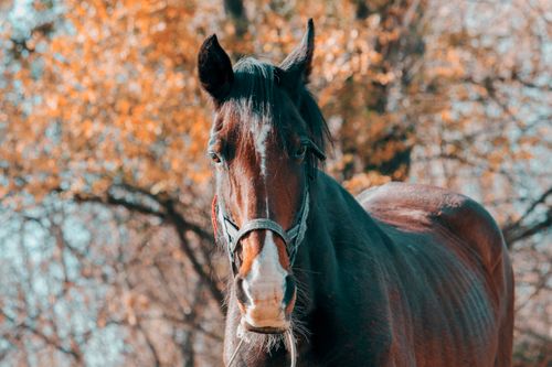 Free Close-up portrait of a dark horse with a backdrop of autumn trees, showcasing natural beauty. Stock Photo