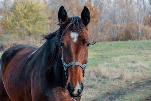 Free Close-up Photo of Brown Horse Stock Photo
