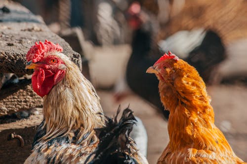 Free Photo of Chickens Stock Photo