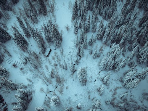 ドローン撮影, 冬, 木の無料の写真素材