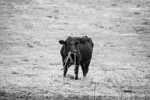 動物, 吃草, 家畜 的 免费素材图片