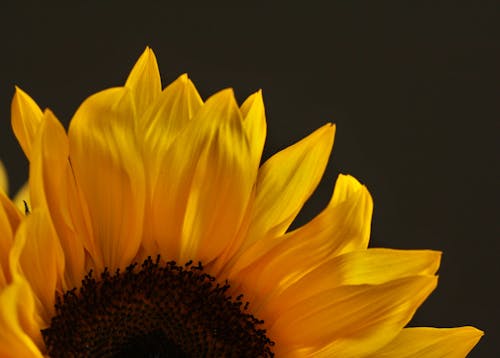 Sunflower in Close Up Shot