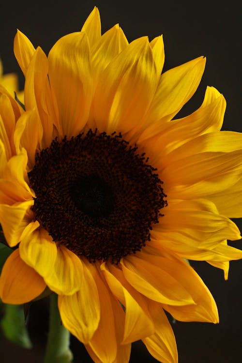 Close up of Sunflower