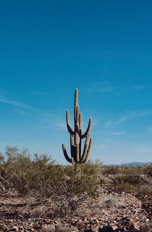 Imagine de stoc gratuită din arbuști, cactus, deșert