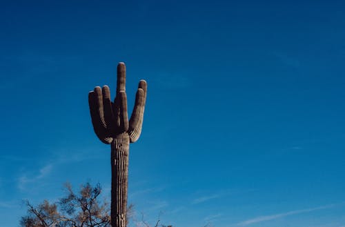 Close-up of a Cactus on the Background of a Clear Blue Sky 