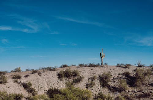 Bushes and Cactus on Hill