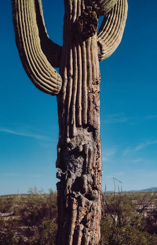 A Cactus on the Desert