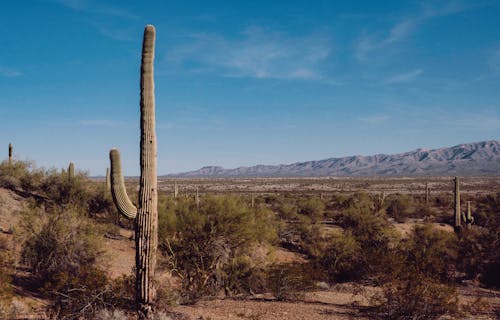 Cactus and Bushes on Prairie