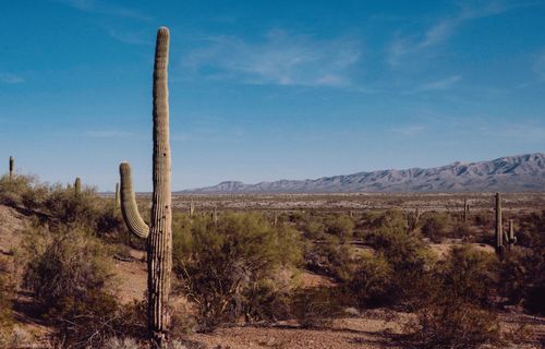 Free Expansive desert view featuring tall cacti under a clear blue sky. Stock Photo