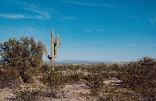 Imagine de stoc gratuită din arbuști, cactus, deșert