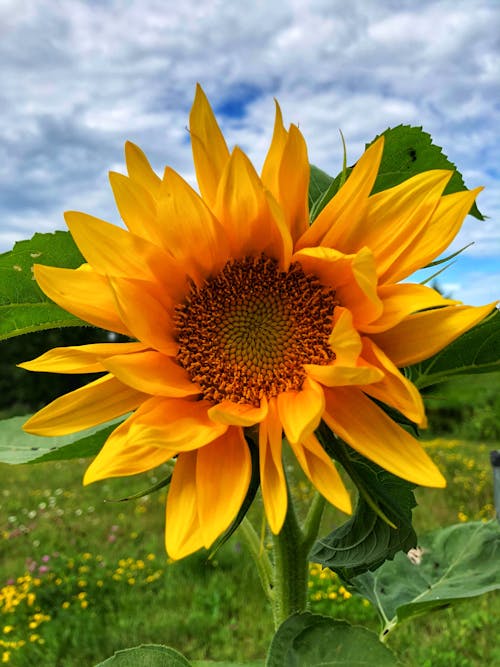 Sunflower in Bloom